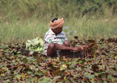Hombre recogiendo plantas acuáticas en estanque